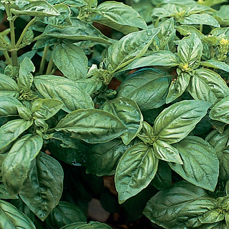 Genoveser 1 Genoveser