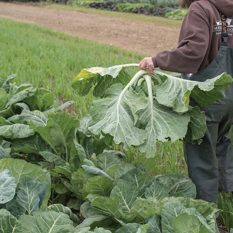 Beira 2 Beira - Image 2