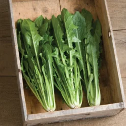 Clio -Whisper Glen Sales Store 02634 01 clio