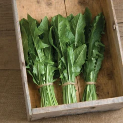 Clio -Whisper Glen Sales Store 02634 02 clio