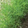 Saltwort