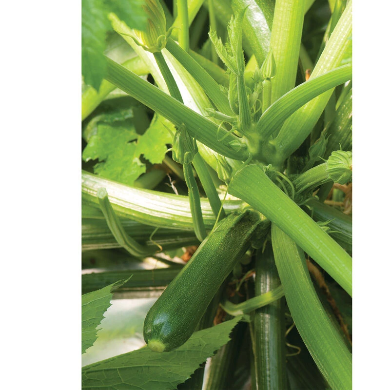 Partenon 2 Partenon - Image 2