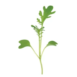 Mustard, Golden Frills