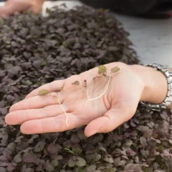 Mustard, Ruby Streaks -Whisper Glen Sales Store 02740m 02 rubystreaksmicro