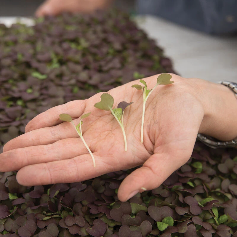 Mustard, Garnet Giant 2 Mustard, Garnet Giant - Image 2