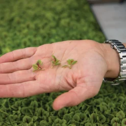 Sorrel, Red Veined -Whisper Glen Sales Store 02827m 02 sorrel