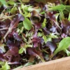 Wildfire Lettuce Mix