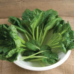 Tatsoi -Whisper Glen Sales Store 02897 01 tatsoi