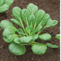 Tatsoi -Whisper Glen Sales Store 02897 05 tatsoi