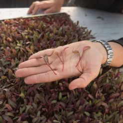 Beet, Bull's Blood 5 Beet, Bull's Blood -Whisper Glen Sales Store 02912m 02 bulls blood