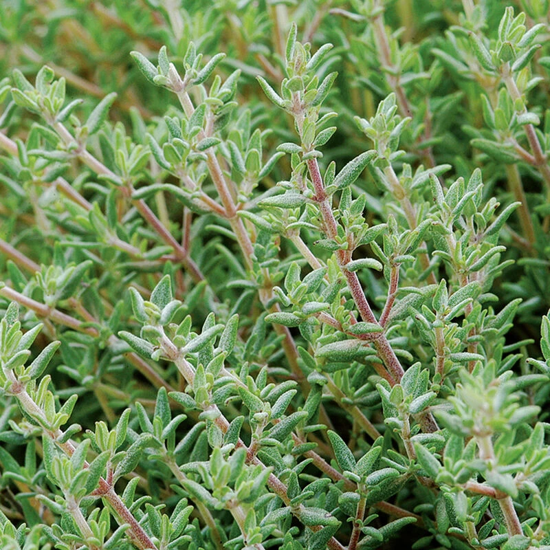 Orange Thyme 1 Orange Thyme