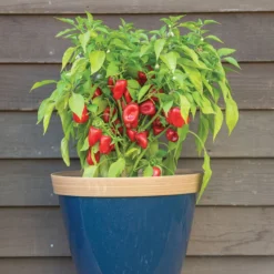 Lunchbox Red -Whisper Glen Sales Store 03032g 03 lunchboxred