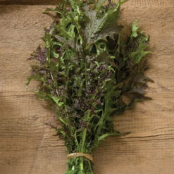 Red Splendor -Whisper Glen Sales Store 03051 01 red splendor