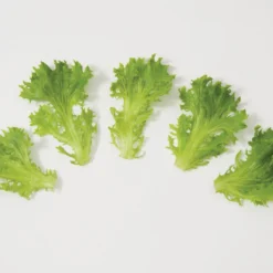 Salanova® Green Sweet Crisp -Whisper Glen Sales Store 03054jp 03 greensweetcrispfriseeleafgroup