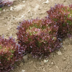 Salanova® Red Sweet Crisp