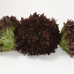 Salanova® Red Sweet Crisp -Whisper Glen Sales Store 03055jp 03 redsweetcrispfriseeheadstudio