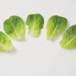 Salanova® Green Butter -Whisper Glen Sales Store 03056jp 03 greenmultileafbutterleafgroup