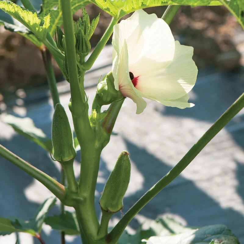 Jambalaya 1 Jambalaya