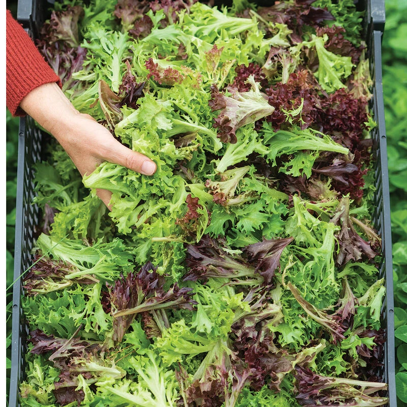 Salanova® Foundation Collection 2 Salanova® Foundation Collection - Image 2