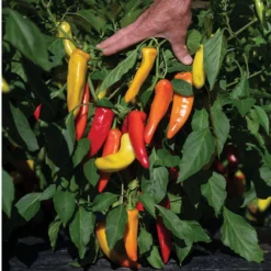 Hungarian Hot Wax -Whisper Glen Sales Store 03092g 03 hungarianhotwax