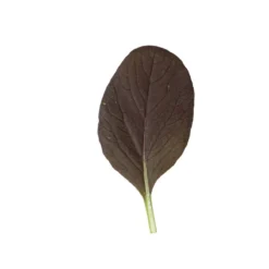 Rosie -Whisper Glen Sales Store 03159 04 rosie