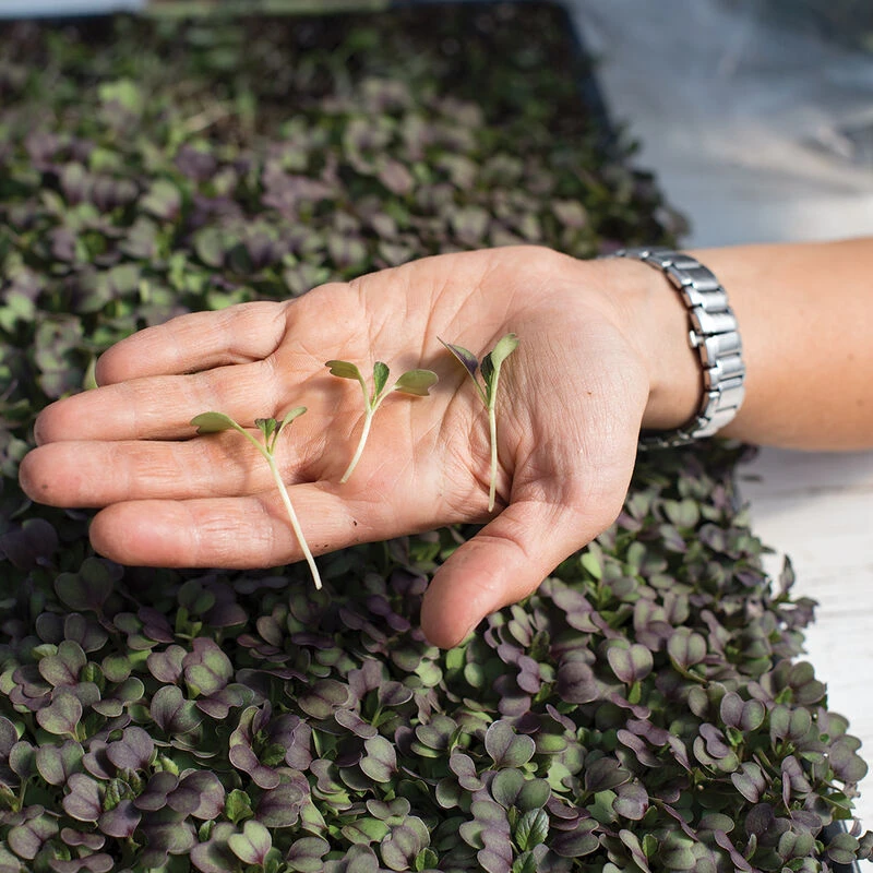 Pac Choi, Rosie 2 Pac Choi, Rosie - Image 2