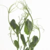 Tendril Pea