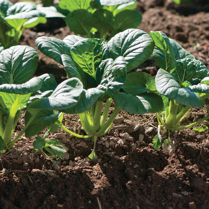 Koji 4 Koji - Image 4