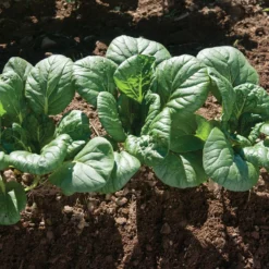 Koji 10 Koji -Whisper Glen Sales Store 03191 02 koji