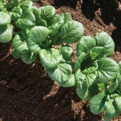 Koji 11 Koji -Whisper Glen Sales Store 03191 03 koji