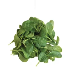 Koji 8 Koji -Whisper Glen Sales Store 03191 05 koji