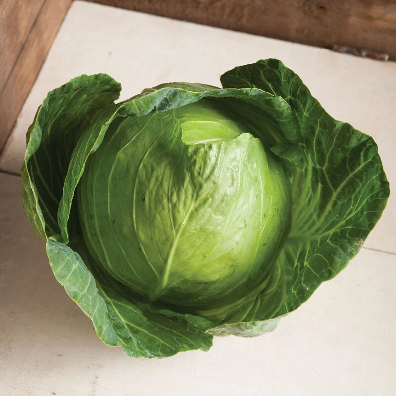 Primo Vantage 2 Primo Vantage - Image 2