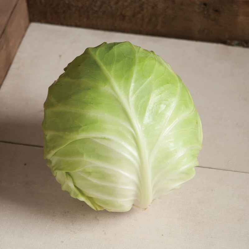 Primo Vantage 3 Primo Vantage - Image 3