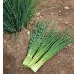 Dolores -Whisper Glen Sales Store 03290 03 dolores