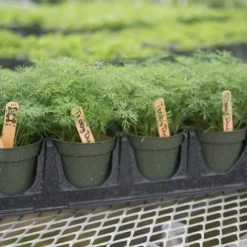 Teddy -Whisper Glen Sales Store 03293 03 teddy