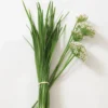 Chinese Leeks/Garlic Chives