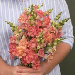 Madame Butterfly Bronze With White