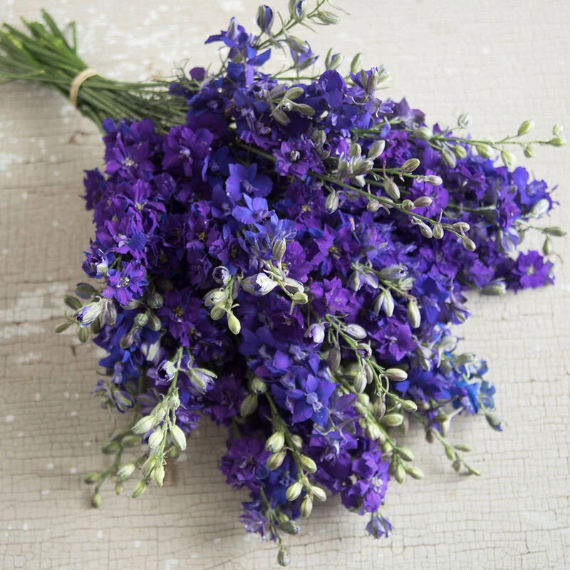 QIS™ Dark Blue 2 QIS™ Dark Blue - Image 2