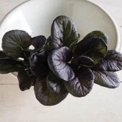 Red Cloud -Whisper Glen Sales Store 03341 01 redcloud