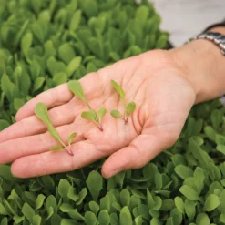 Dandelion, Red -Whisper Glen Sales Store 03357m 02 red dandilion