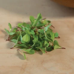 Dandelion, Red -Whisper Glen Sales Store 03357m 04 red dandilion