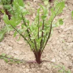 Italiko Red 8 Italiko Red -Whisper Glen Sales Store 03358 01 italiko red