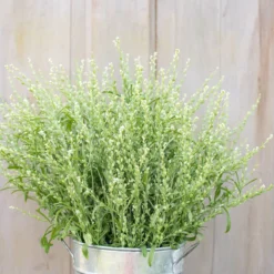 Persian Cress