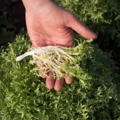 Benefine -Whisper Glen Sales Store 03421g 03 benefine