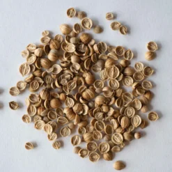 Santo Monogerm -Whisper Glen Sales Store 03446mg 03 cilantro monogerm 1