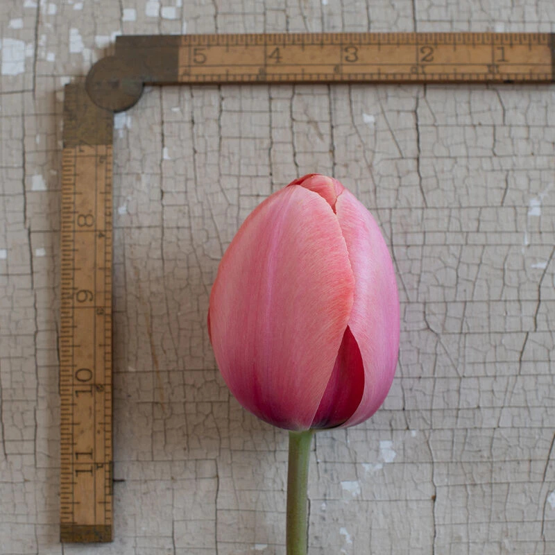 Apricot Impression 2 Apricot Impression - Image 2