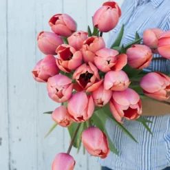 Apricot Impression 8 Apricot Impression -Whisper Glen Sales Store 03471 03 apricot impression