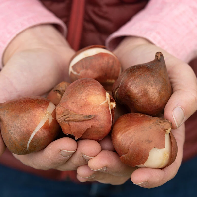 Apricot Impression 5 Apricot Impression - Image 5