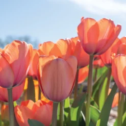 Apricot Impression 11 Apricot Impression -Whisper Glen Sales Store 03471 05 apricot impression