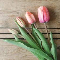 Apricot Impression 9 Apricot Impression -Whisper Glen Sales Store 03471 06 apricot impression